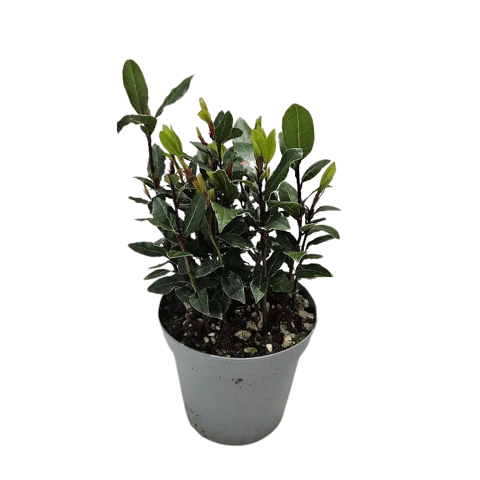 <h4>Laurus nobilis</h4>