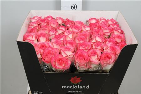 <h4>Rosa GR 'Jumilia'</h4>