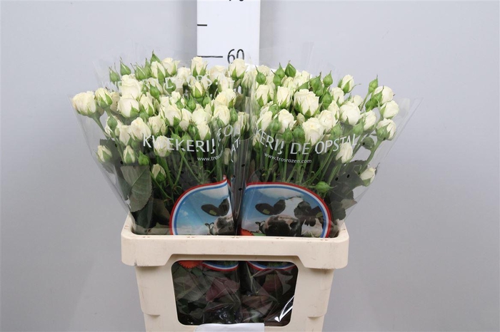 <h4>R Tr Belarus+</h4>