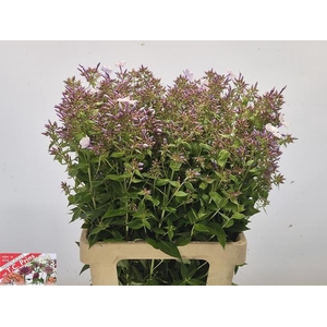 Phlox Pan Miss Lolita