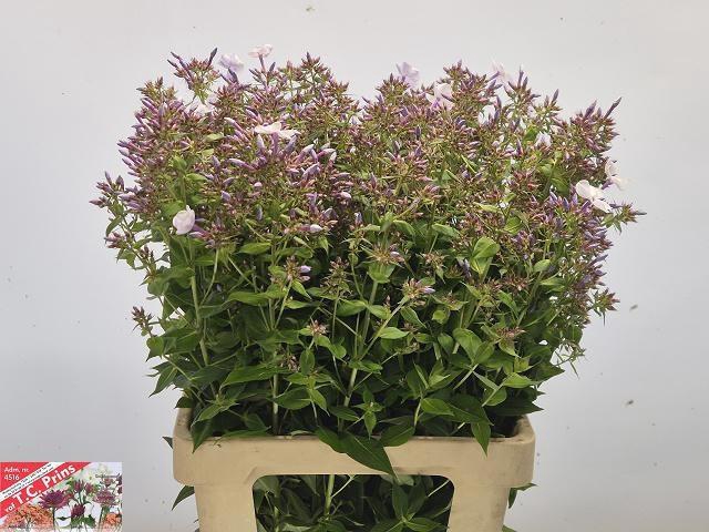 <h4>Phlox Pan Miss Lolita</h4>