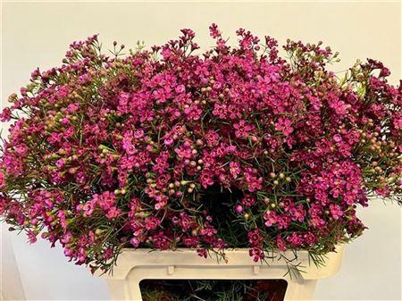 <h4>CHAME UN JUPITER</h4>