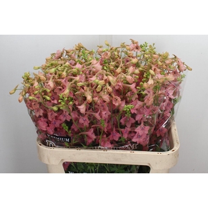 Delphinium EN ruysii 'Pink Sensati'