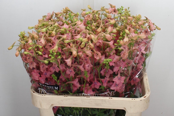 <h4>Delphinium EN ruysii 'Pink Sensati'</h4>