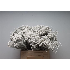 Kaaps Brunia Silver Wit