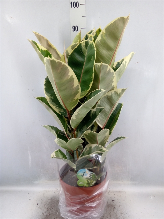 <h4>Ficus elastica 'Tineke'</h4>