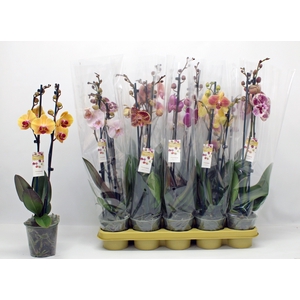 PHAL GEM 10 KL