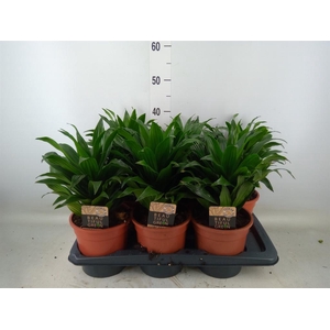 Dracaena frag. 'Compacta'