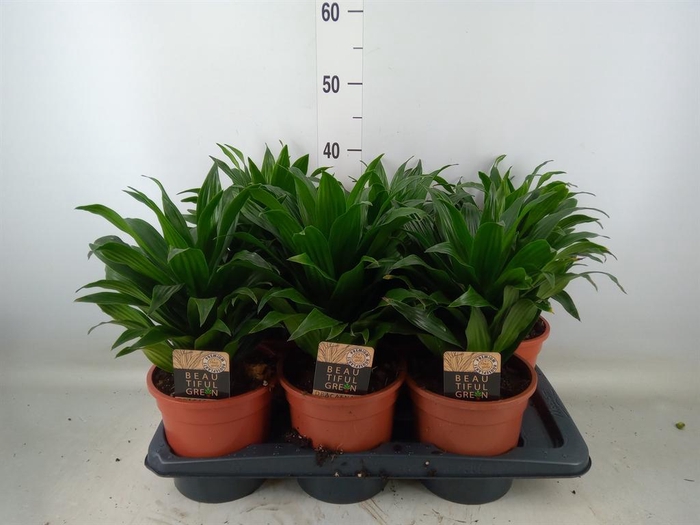 <h4>Dracaena frag. 'Compacta'</h4>