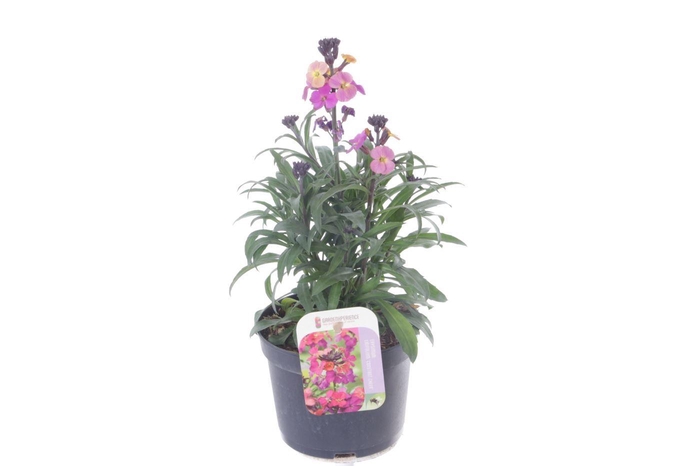 <h4>Erysimum Constant Cheer</h4>