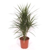 Dracaena marginata