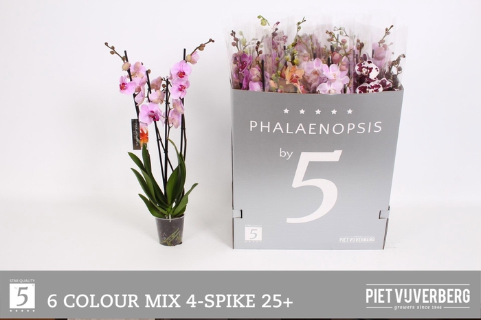 <h4>PHAL GEM 8 KL</h4>
