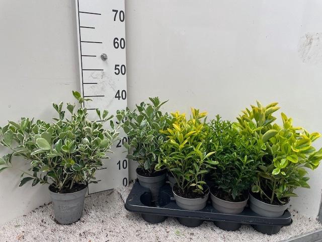 <h4>EUONYMUS JAP GEM</h4>