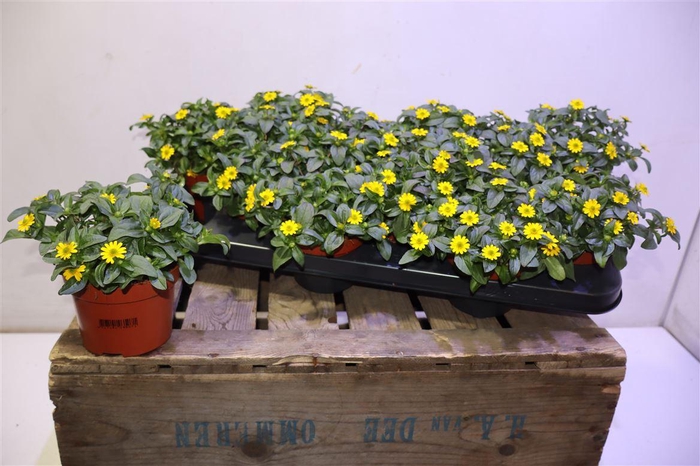 <h4>Sanv Procumbens</h4>