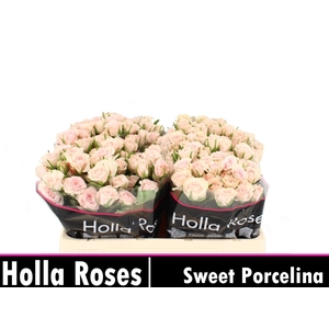 Rs tr Sweet Porcelina