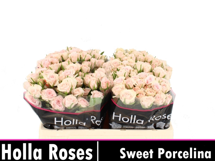 <h4>Rs tr Sweet Porcelina</h4>