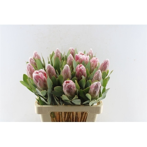 Protea Penny Pink