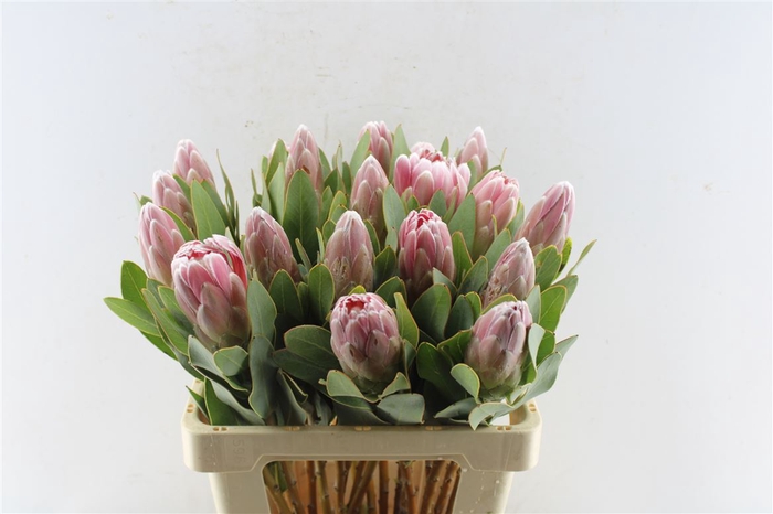 <h4>Protea Penny Pink</h4>