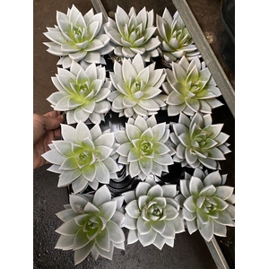 ECHEV RAINBOW WHITE