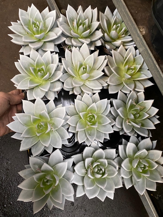 ECHEV RAINBOW WHITE