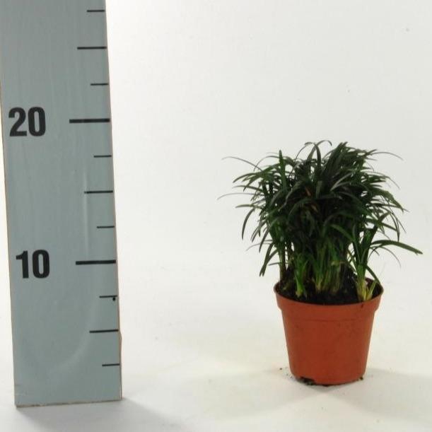 <h4>Ophiopogon Minor</h4>