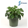 Pilea peperomoides