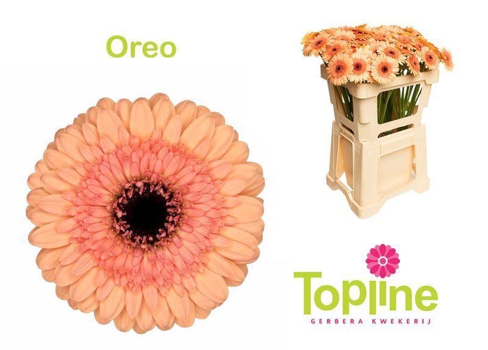 <h4>GERBERA MI 'OREO'</h4>
