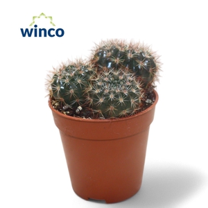 Notocactus Submammulosus