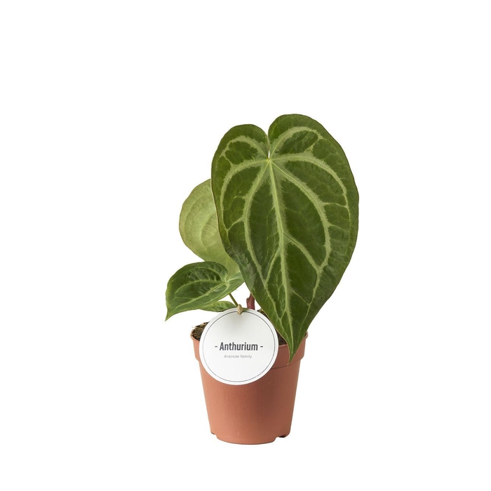 <h4>Anthurium Magnificum</h4>