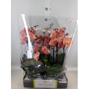 Phalaenopsis   ...orange