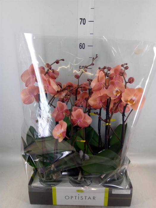 <h4>Phalaenopsis   ...orange</h4>