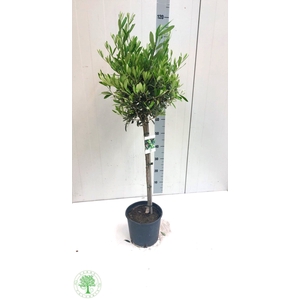 OLEA EUROPAEA