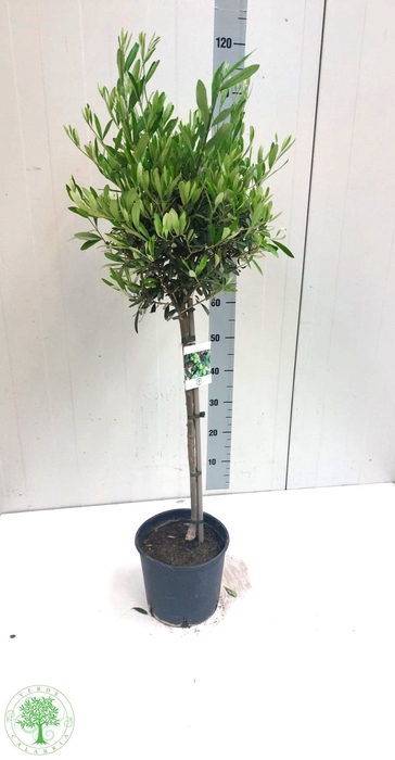 <h4>OLEA EUROPAEA</h4>
