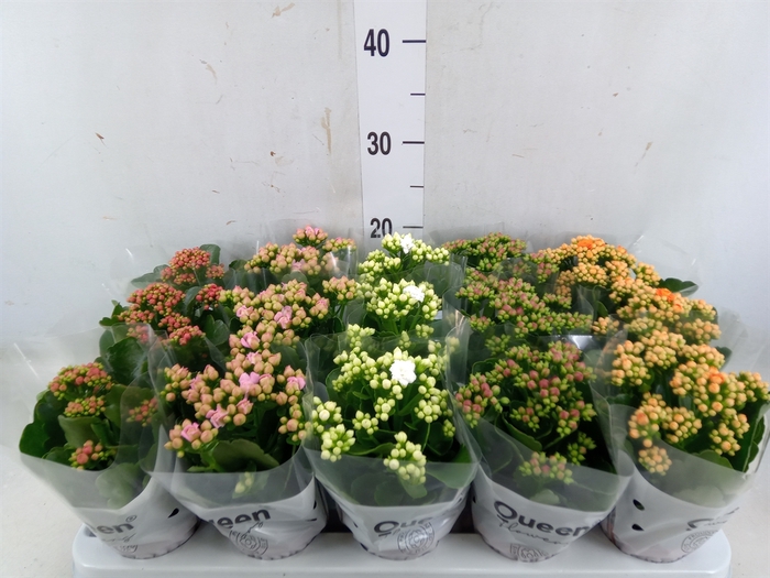 <h4>Kalanchoe blos.   ..rosebud mix  5</h4>