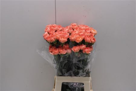 <h4>Di St Hermes Orange</h4>