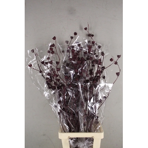 DF Lavatera Bs Met.Bord 120g