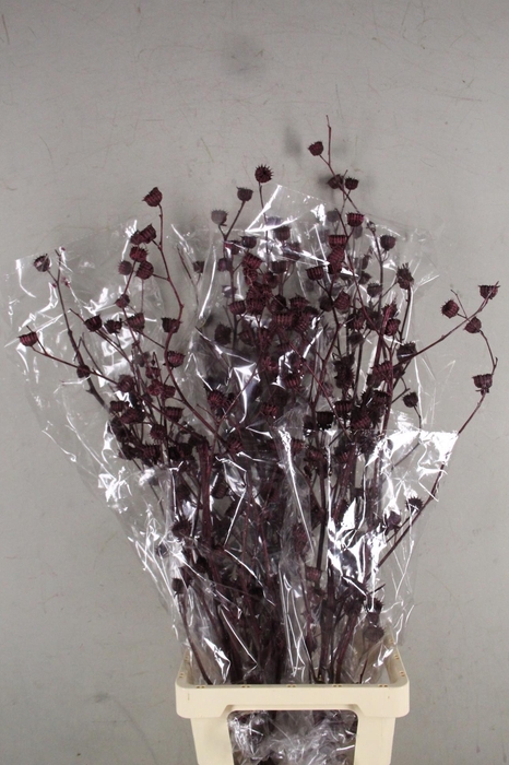 <h4>DF Lavatera Bs Met.Bord 120g</h4>