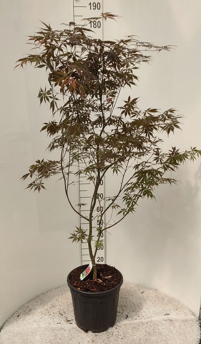 <h4>ACER PA SUMI-NAGASHI</h4>