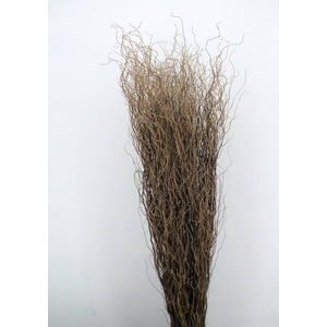 SALIX TORTUOSA