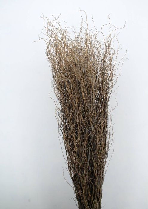 <h4>SALIX TORTUOSA</h4>