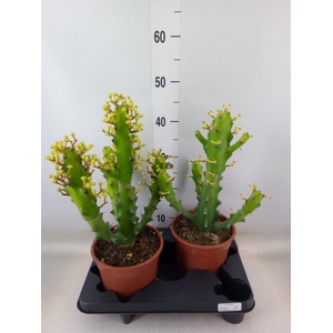 Euphorbia   ...