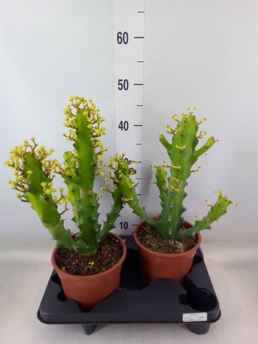 <h4>Euphorbia ...</h4>
