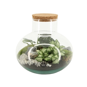 90706: Terrarium arrangement