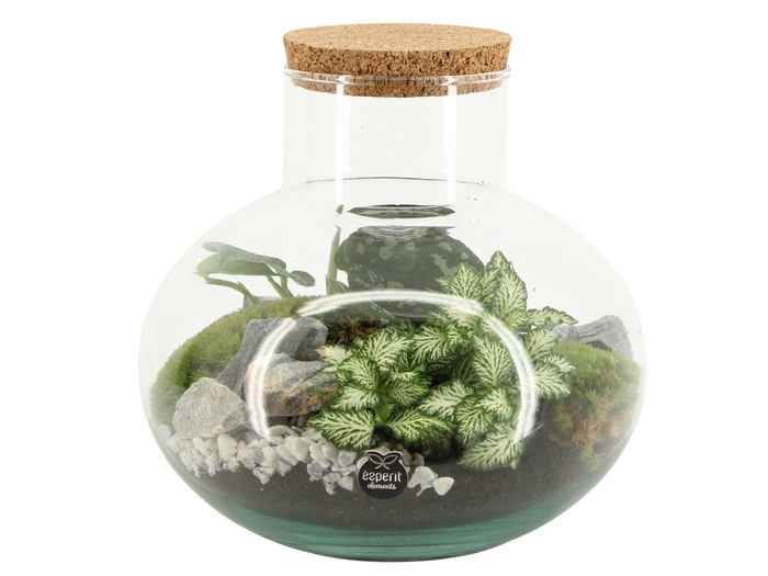 <h4>90706: Terrarium arrangement</h4>