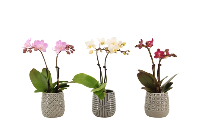 <h4>James Tiny Dolls Mix 2T10+ Aqu@</h4>