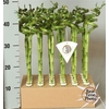 Dra Lucky Bamboo
