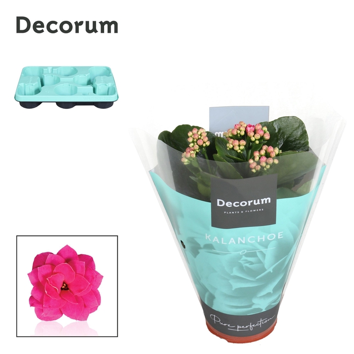 <h4>Kalanchoe Decorum - Purple</h4>