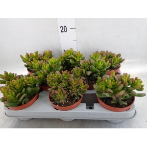 Crassula ovata 'Gandalf'