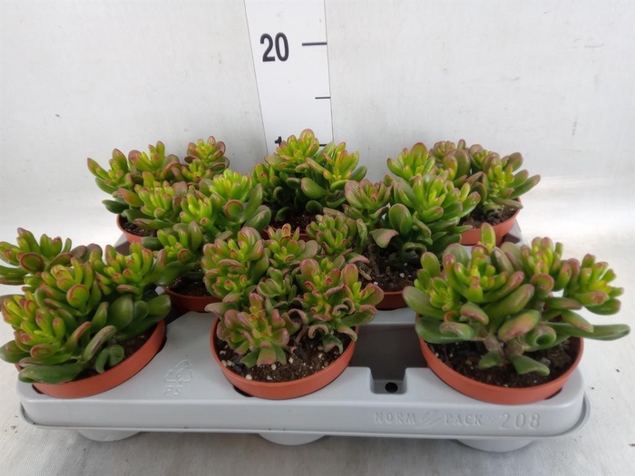 <h4>Crassula ovata 'Gandalf'</h4>