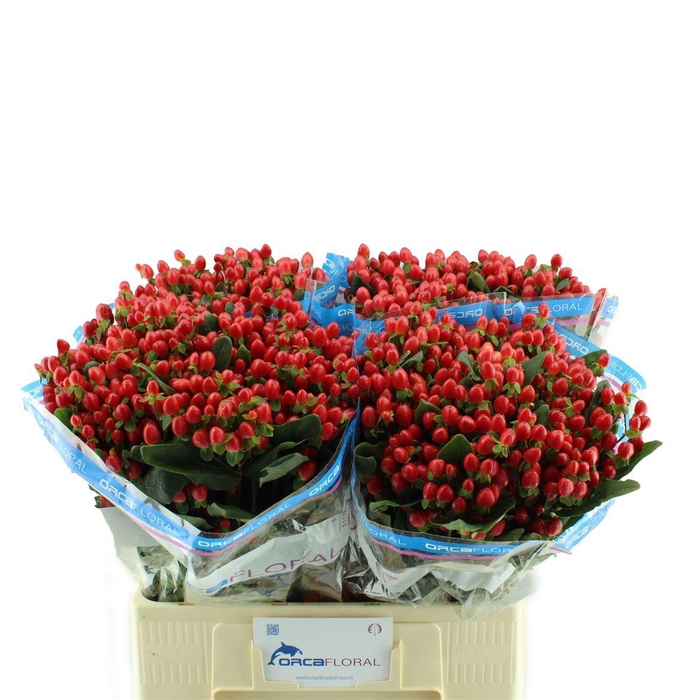 <h4>Hypericum Go Top Orca</h4>